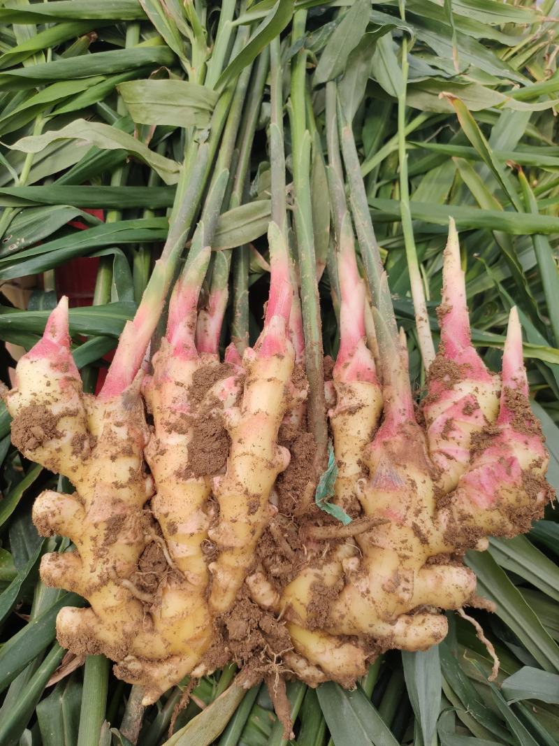 大量批发生姜小黄姜水洗大黄姜风干全年发货货源充足