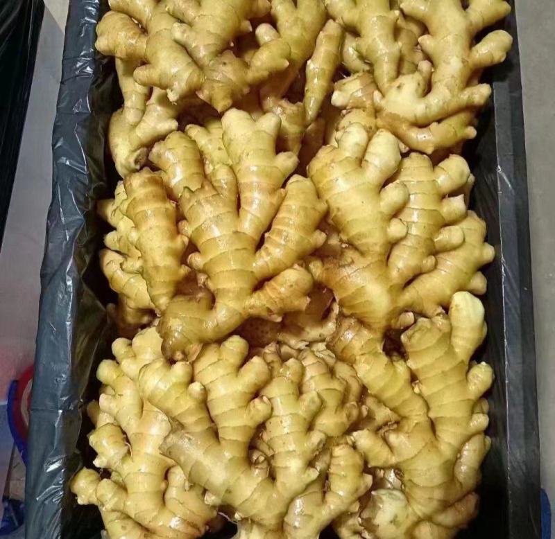大量批发生姜小黄姜水洗大黄姜风干全年发货货源充足
