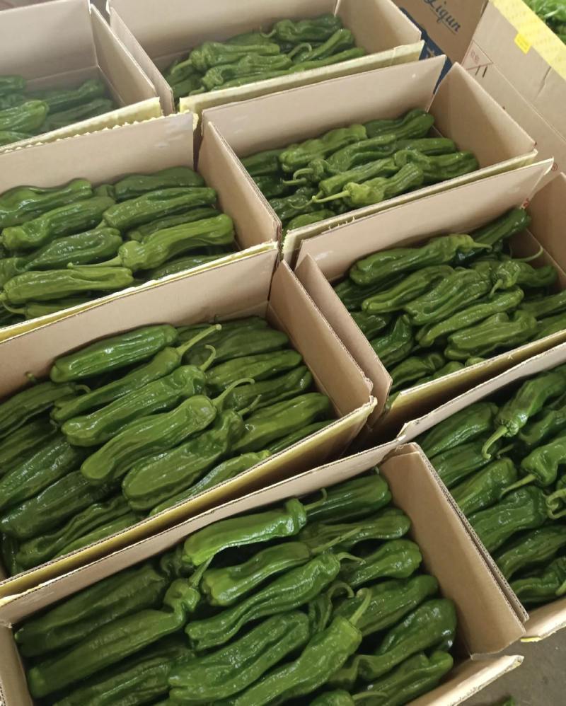 山东鲜辣椒薄皮椒，芜湖椒，对接电商市场超市，货源充足
