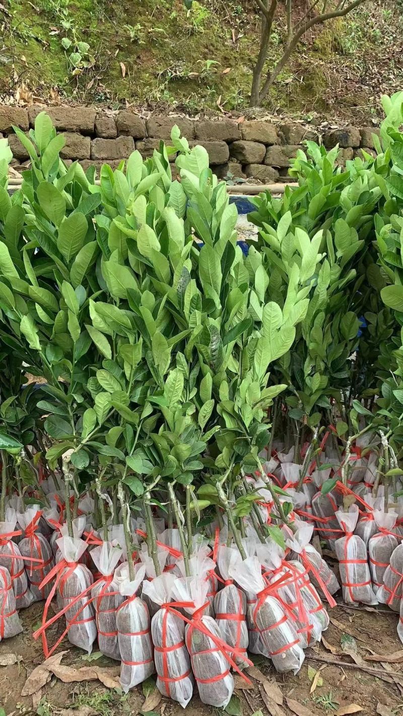 广东无核香水柠檬苗大量上市产地发货量大从优欢迎选购