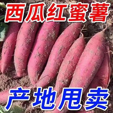 【红薯】河北西瓜红红薯沙地红薯商超产地直发可视频看货
