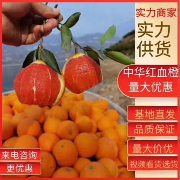 秭归中华红血橙基地直供纯甜无酸果肉鲜红质量保障