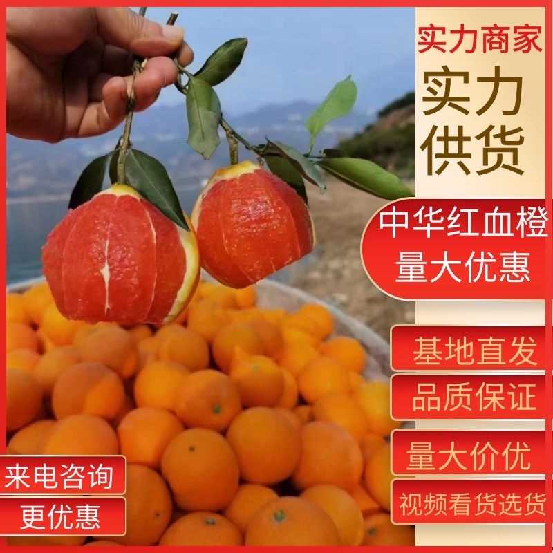 秭归中华红血橙基地直供纯甜无酸果肉鲜红质量保障