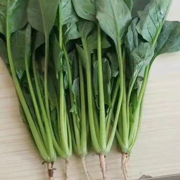 【实力推荐】山东菠菜产地一手货源常年供应可视频看货