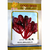 红菠菜种子地菠菜耐寒抗热颜色深红色叶片厚叶型