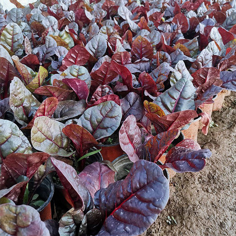 红菠菜种子地菠菜耐寒抗热颜色深红色叶片厚叶型
