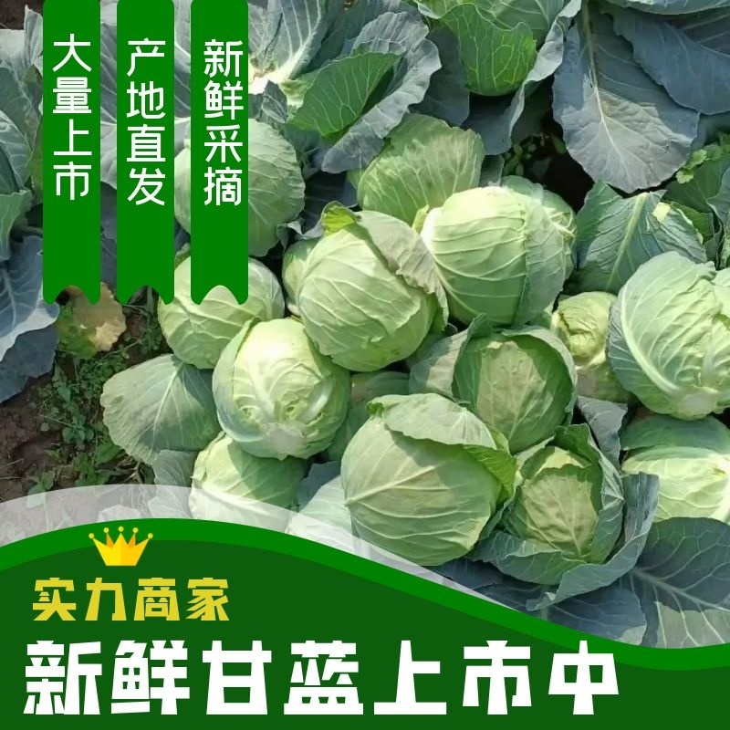 甘蓝优质甘蓝，大量有货，产地直供，供应加工