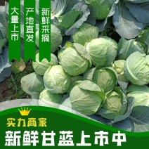 云南优质甘蓝，京丰一甘蓝，大量有货，产地直供，供应加工