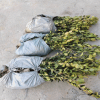 油茶苗信阳商城油茶苗苗圃自营一手货源全国发货保质