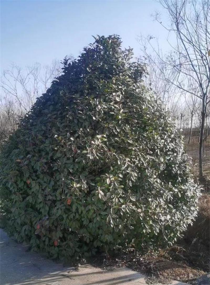 3米丛生石楠树红叶石楠地产专用