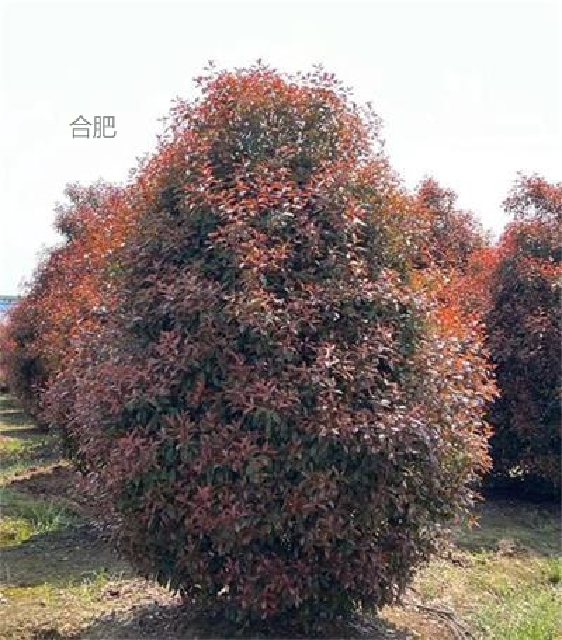 3米丛生石楠树红叶石楠地产专用