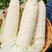 白玉米种子国审鲁星糯1号甜加糯玉米种子