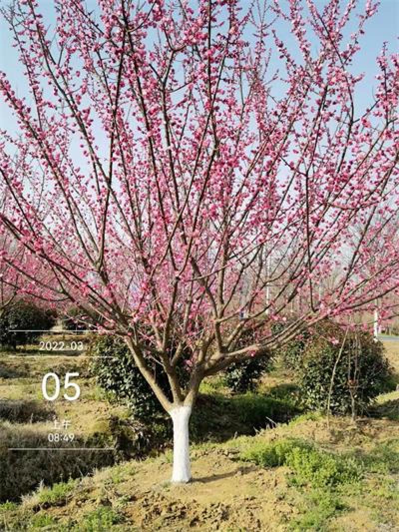 12公分14公分红梅基地原生态