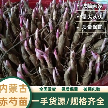 内蒙古赤芍苗品质保证诚信经营各规格都有欢迎联系