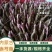 内蒙古赤芍苗品质保证诚信经营各规格都有欢迎联系