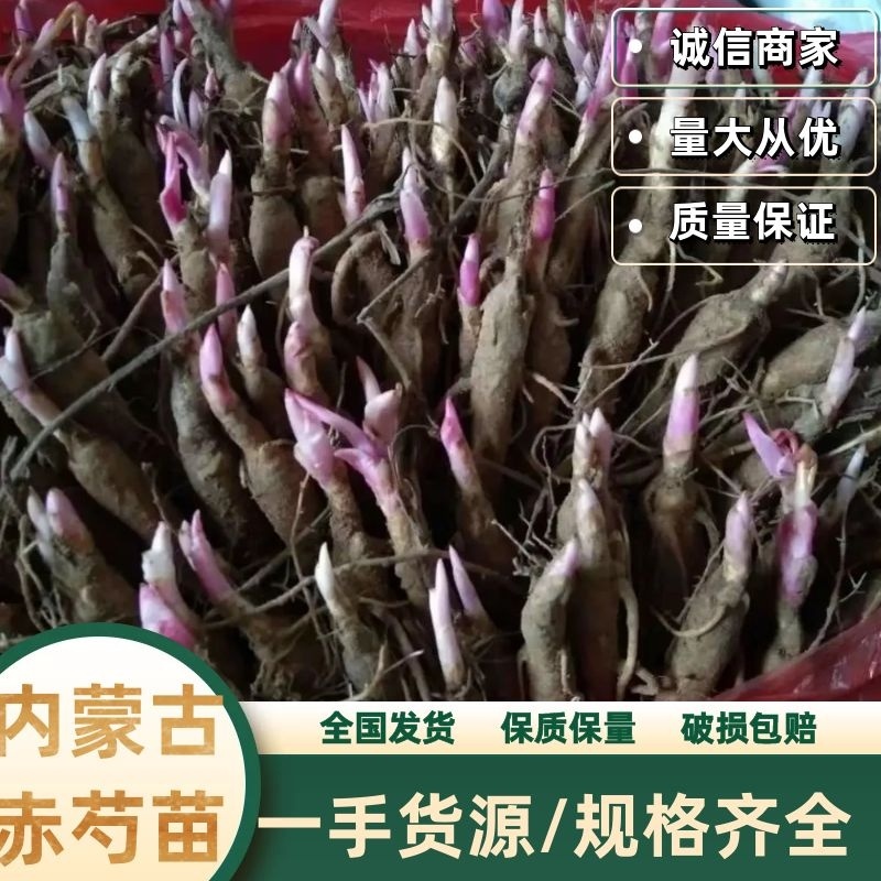 内蒙古赤芍苗品质保证诚信经营各规格都有欢迎联系