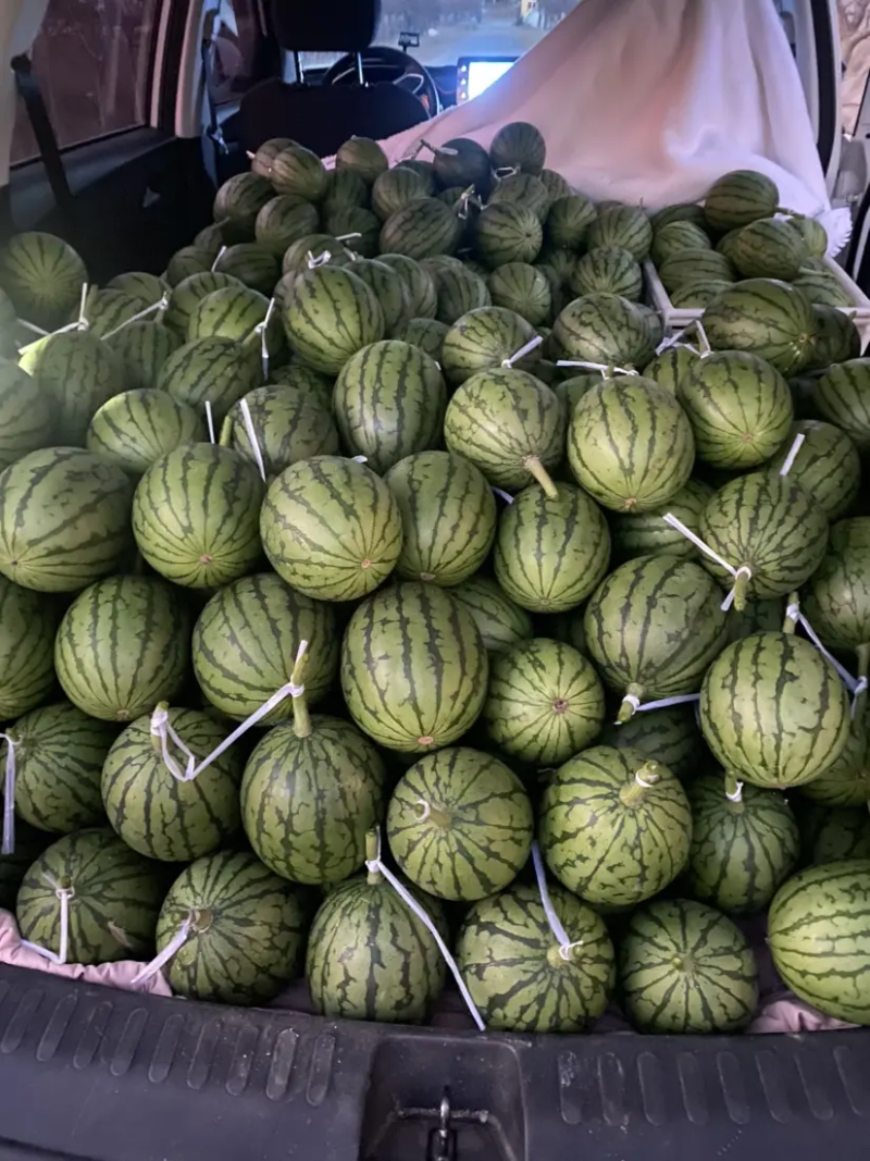 全美2K小吊瓜地爬瓜保质保量诚信经营