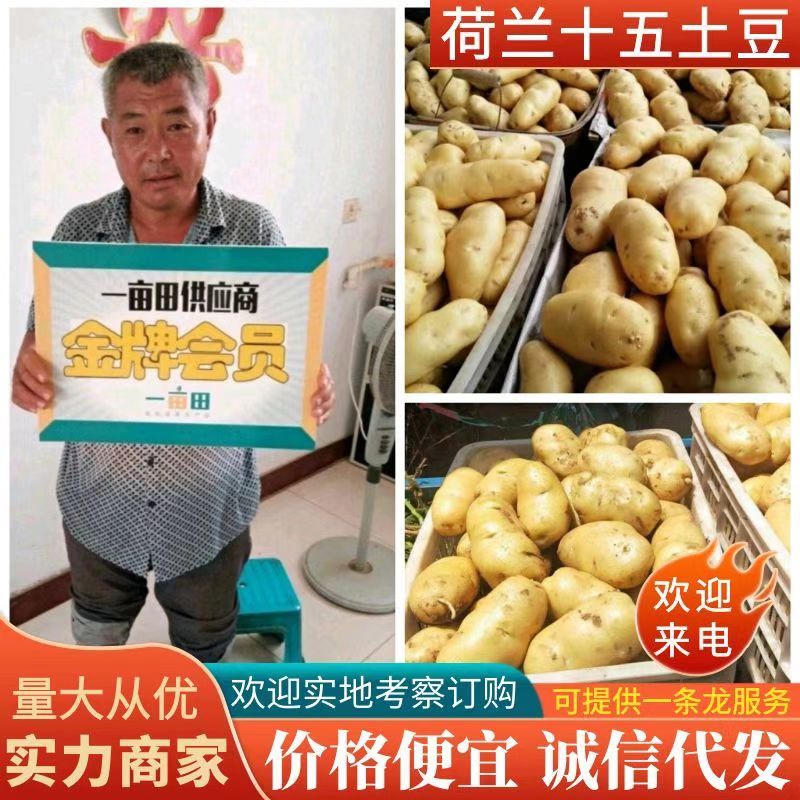 山东荷兰十五土豆优质土豆山东土豆规格齐全价格便宜