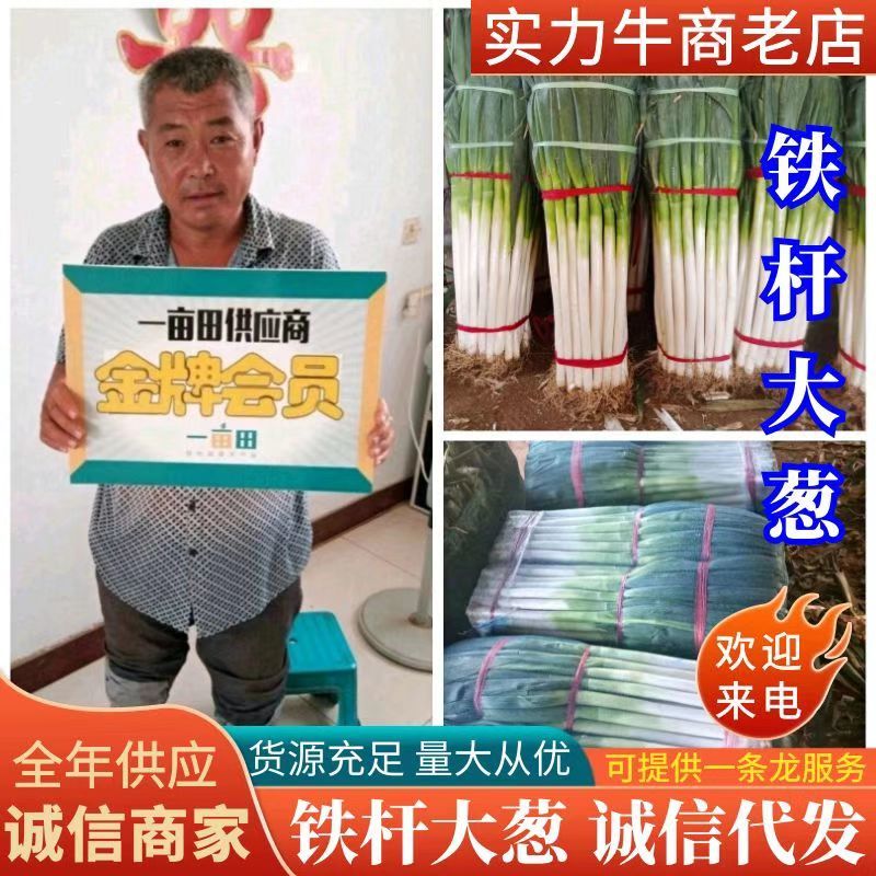 山东铁杆大葱《安丘大葱》2cm左右25~30cm产地直发