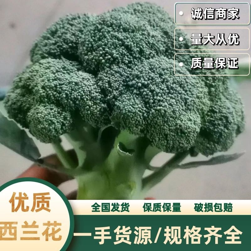湖北天门西兰花商超品质一手货源质量保证全国发货