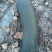 地冬瓜湖南岳阳大棚地冬瓜价格便宜，12斤左打底