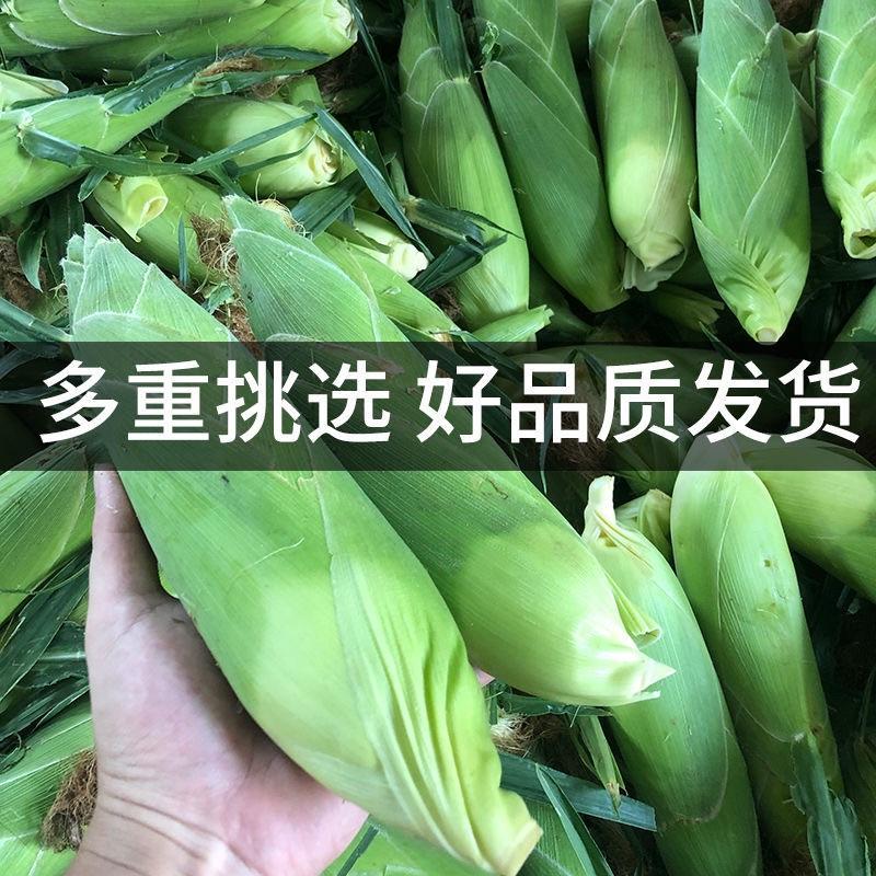云南高原甜脆水果玉米专业电商微商一件代发5斤8斤全国包邮