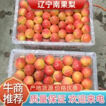 【精品】辽宁南果梨大量上市基地供应量大从优欢迎来电