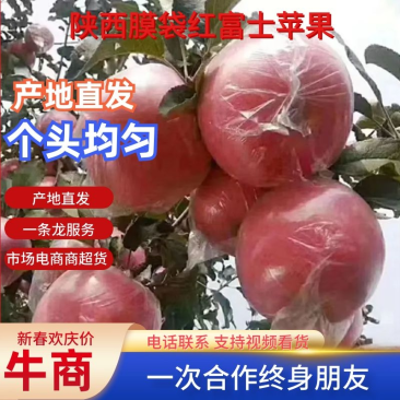 陕西膜袋红富士苹果，产地直发，味道甜美汁水充盈甜度高