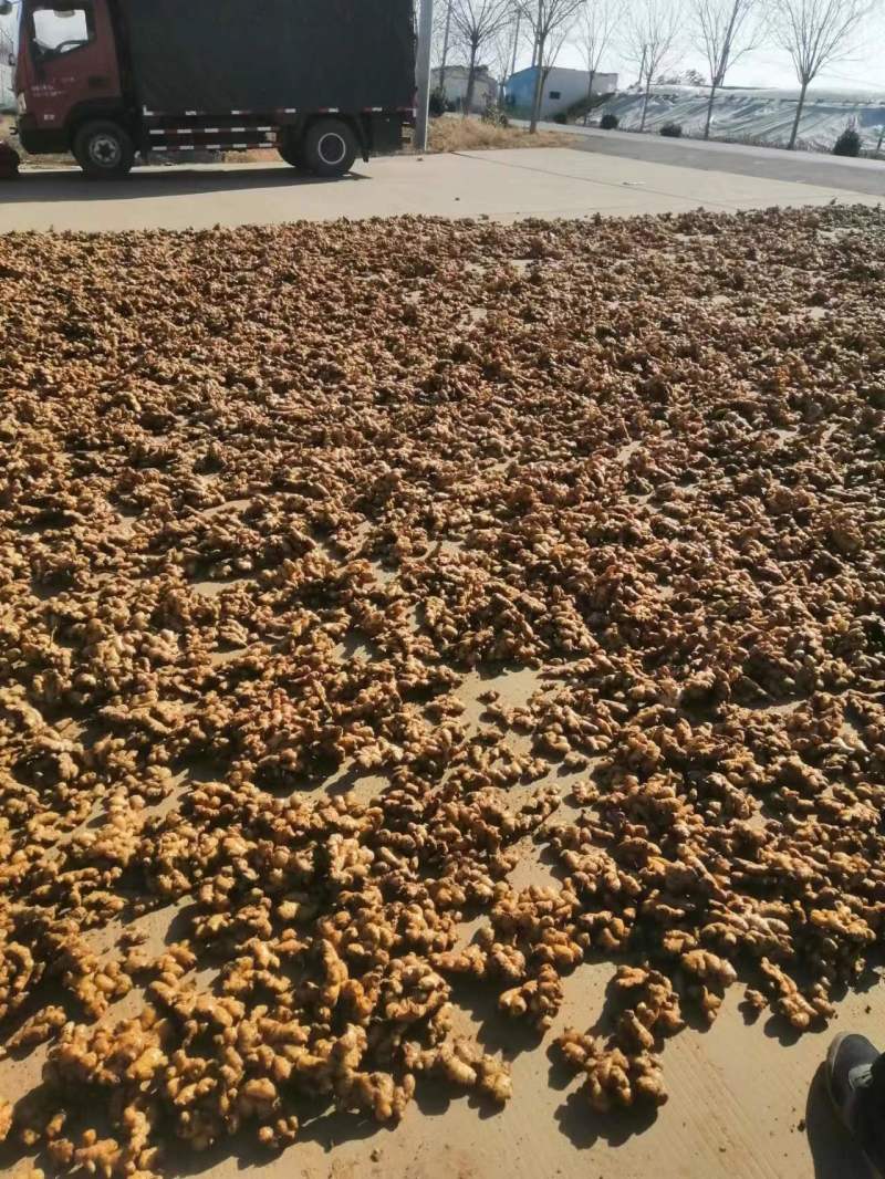 河南小黄姜鲜姜产地现场看姜分拣水洗一条龙服务