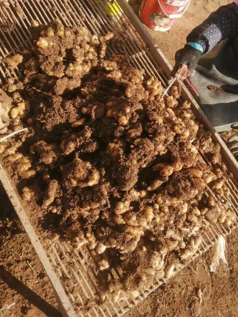 河南小黄姜鲜姜产地现场看姜分拣水洗一条龙服务
