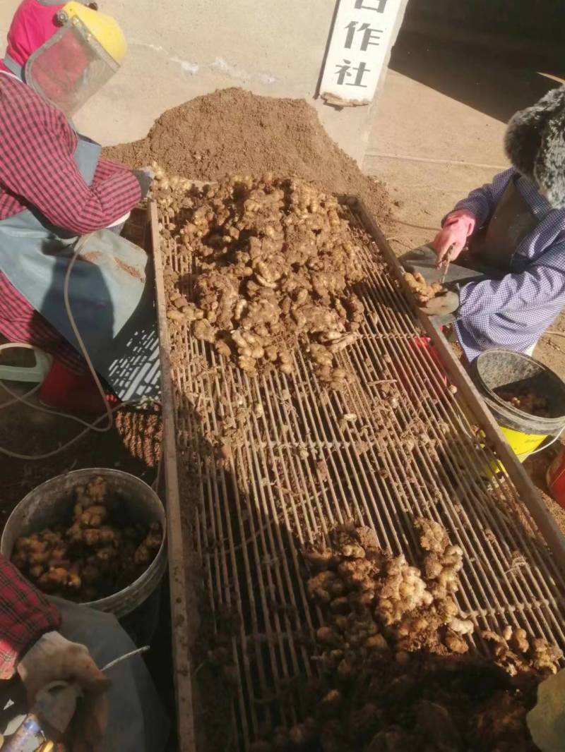 河南小黄姜鲜姜产地现场看姜分拣水洗一条龙服务