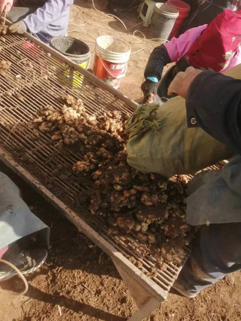 河南小黄姜鲜姜产地现场看姜分拣水洗一条龙服务
