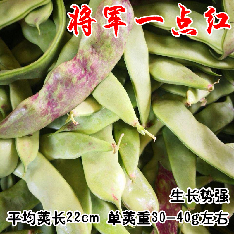 一点红油豆角种子高产一点红将军豆100克宽芸豆种子