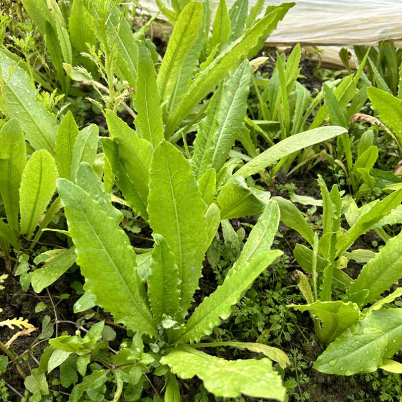 甜脆无斑油麦菜种子早熟绿色油光泽耐寒耐热纤维少四季种