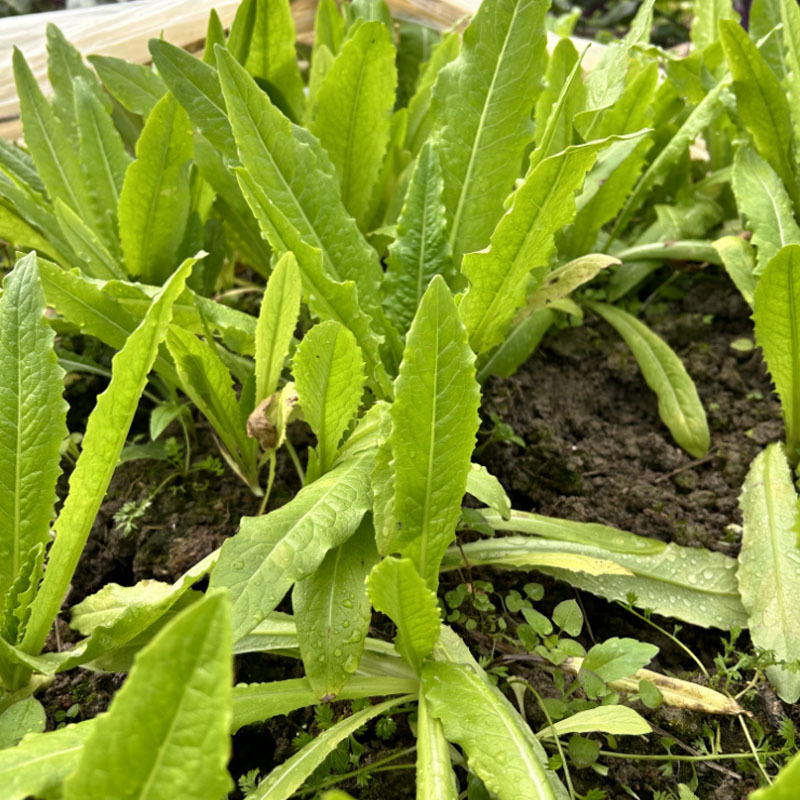 甜脆无斑油麦菜种子早熟绿色油光泽耐寒耐热纤维少四季种