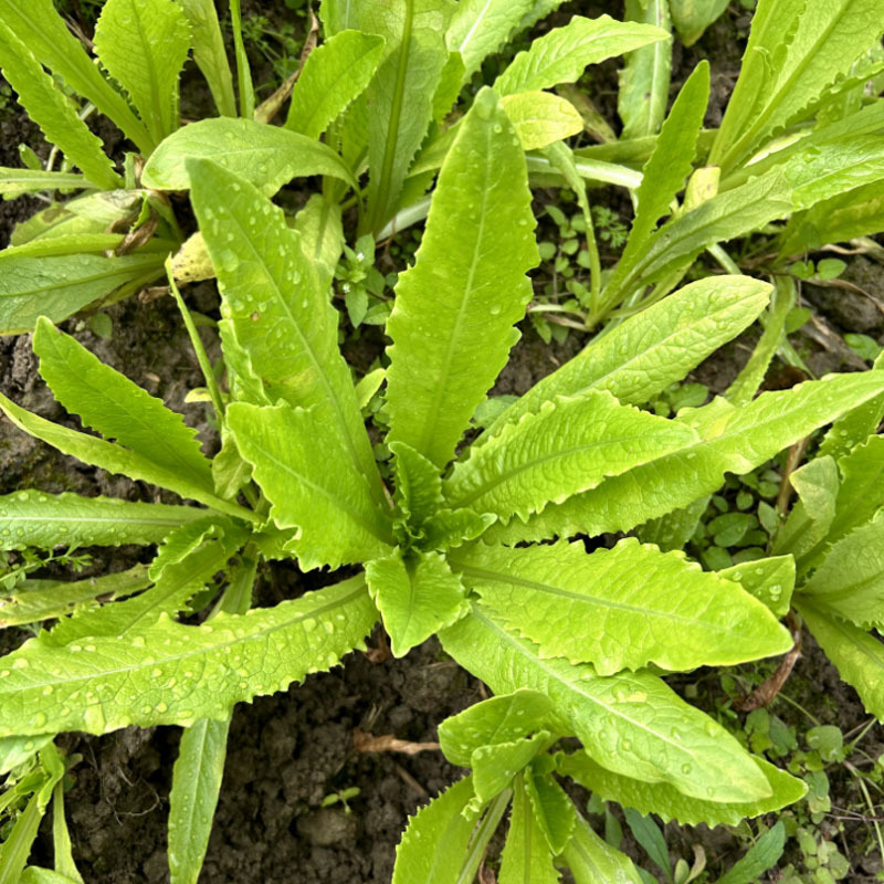 甜脆无斑油麦菜种子早熟绿色油光泽耐寒耐热纤维少四季种