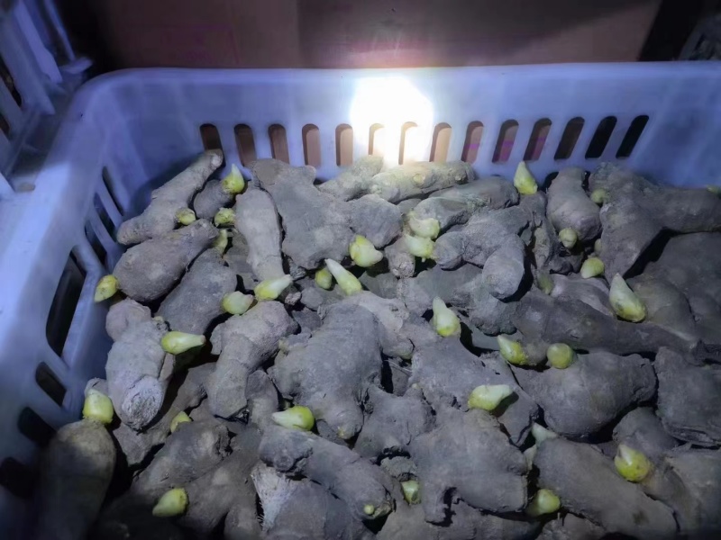 二黄姜种产量高货源充足稳定优质高产一手货源欢迎选