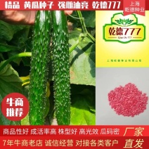 强雌油亮密刺黄瓜种子乾德777把短条直
