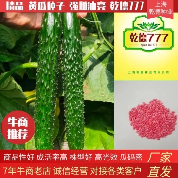 强雌油亮密刺黄瓜种子乾德777把短条直