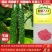 强雌油亮密刺黄瓜种子乾德777把短条直