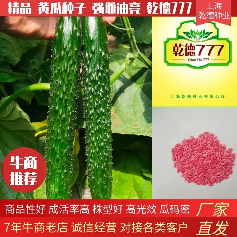 强雌油亮密刺黄瓜种子乾德777把短条直