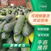 【精品批发】黑皮冬瓜地冬瓜，货源充足，保质保量随行就市