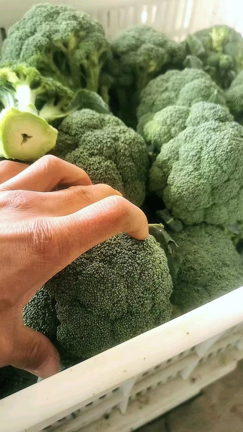 湖北天门西兰花商超品质一手货源质量保证全国发货