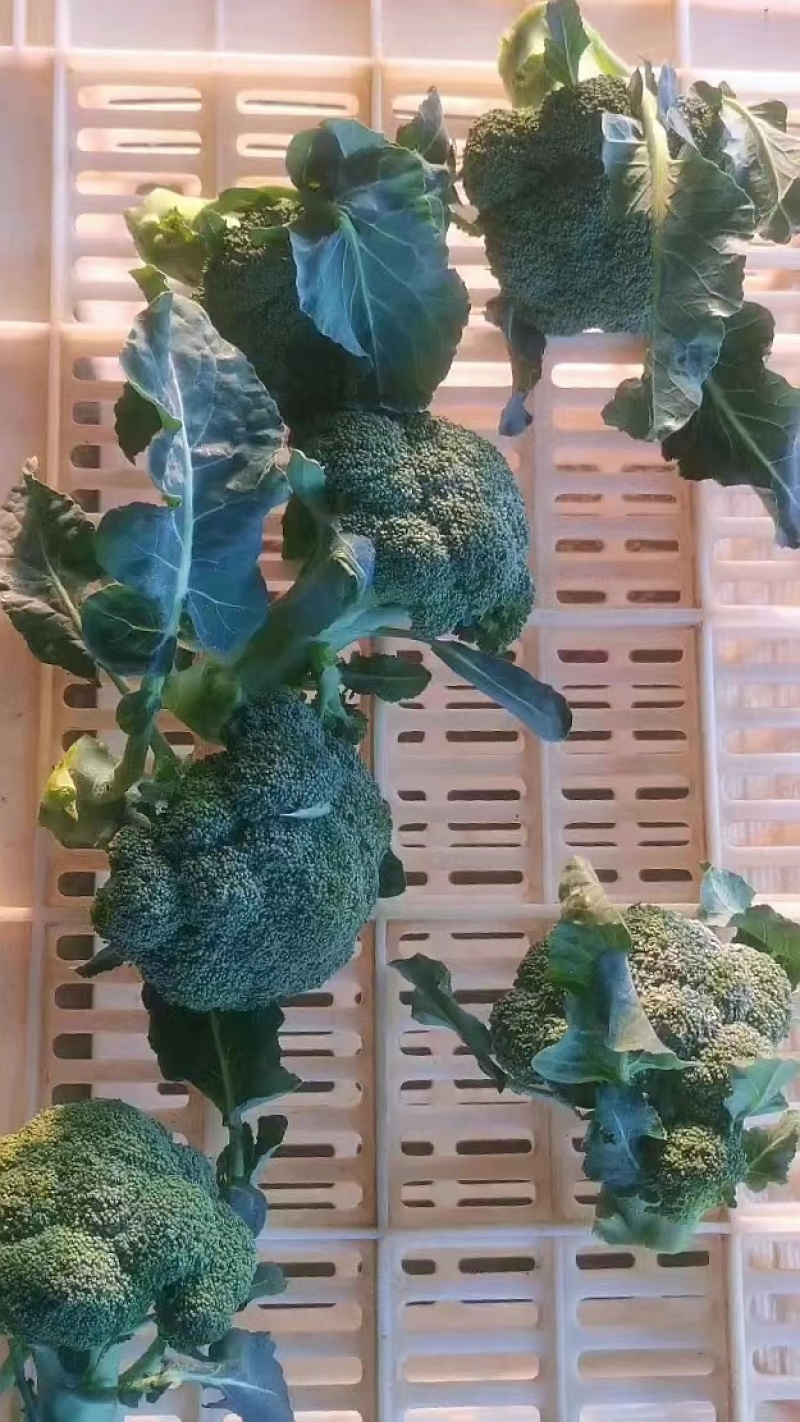 湖北天门西兰花商超品质一手货源质量保证全国发货
