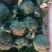 湖北天门西兰花商超品质一手货源质量保证全国发货
