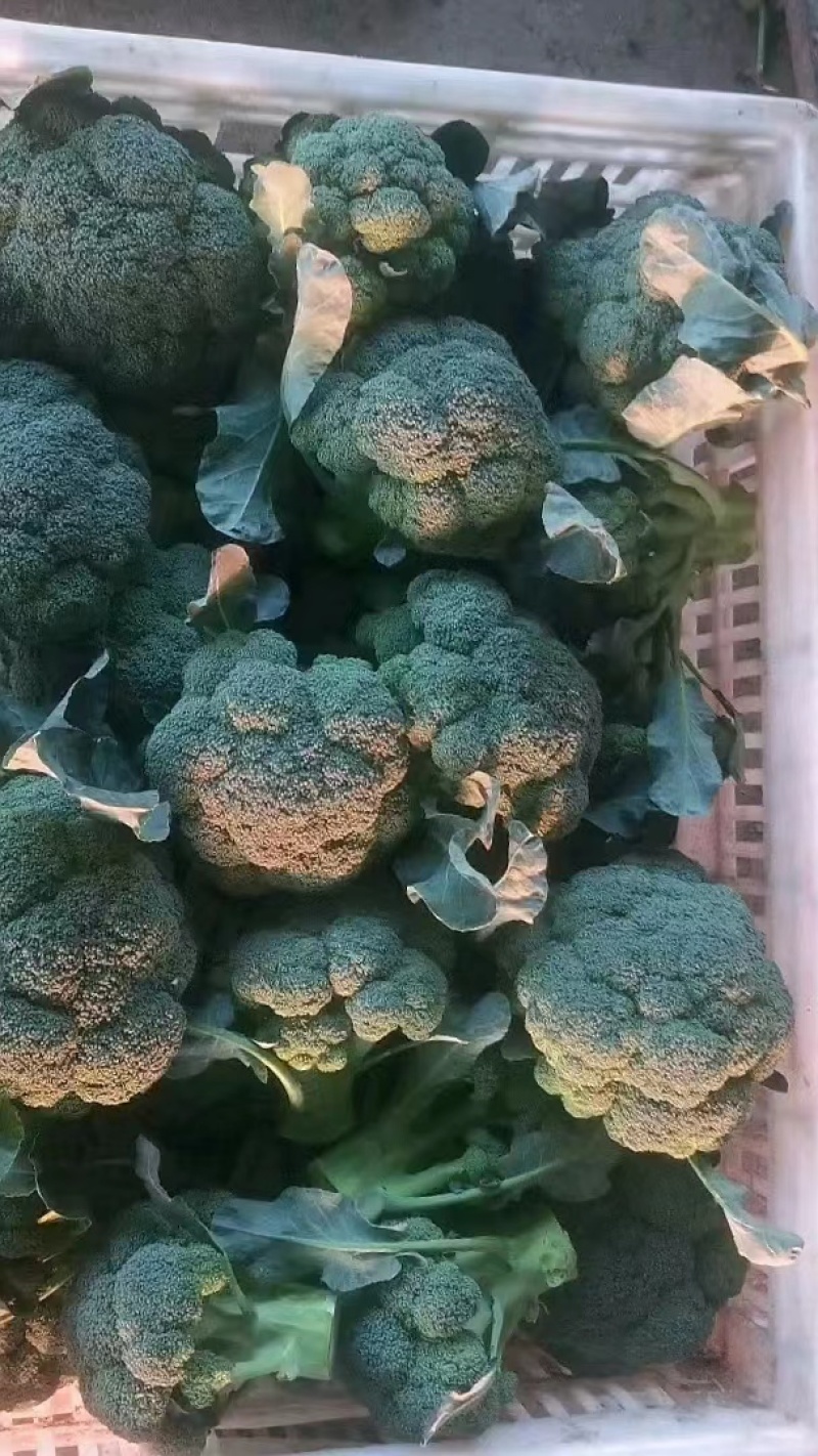 湖北天门西兰花商超品质一手货源质量保证全国发货