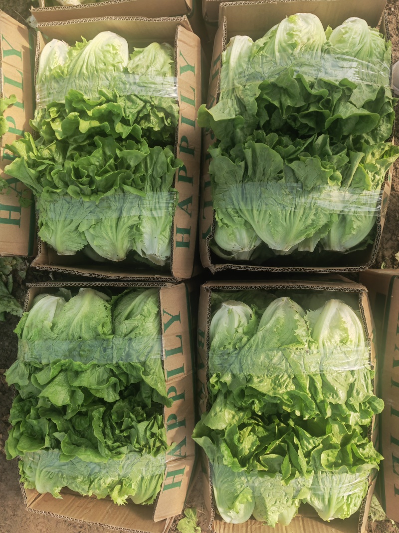 淮安生菜意大利生菜一手货源视频看实力代办质量好