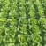 淮安生菜意大利生菜一手货源视频看实力代办质量好