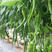 杭椒种子早熟精选皮薄耐低温香辣坐果强基地种植