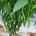 杭椒种子早熟精选皮薄耐低温香辣坐果强基地种植